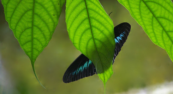 Trogonoptera brookiana brookiana WALLACE, 1855. Poring (Sabah, Malaisie), 31 juillet 2011. Photo : J.-M. Gayman