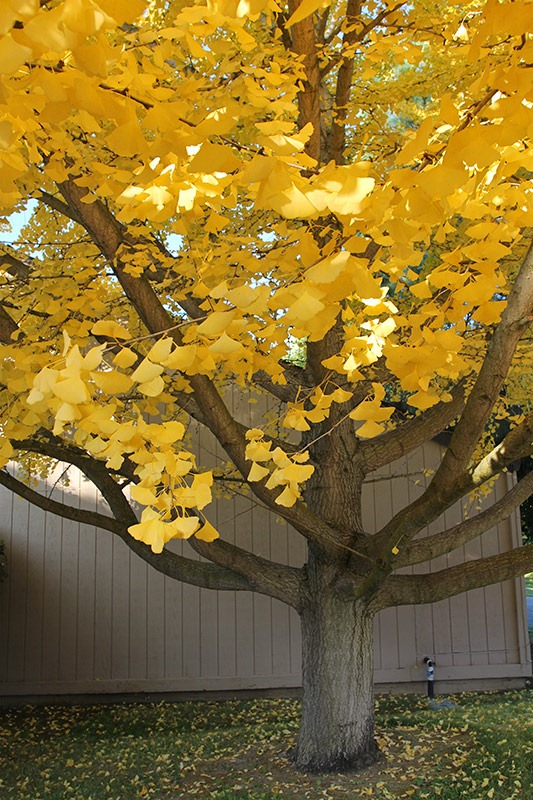 [111117_yellow_ginkgo7%255B3%255D.jpg]