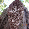 maze-gill fungus