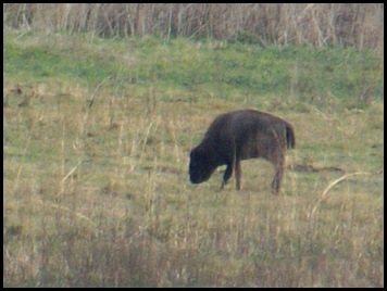 Buffalo, horses & deer 009