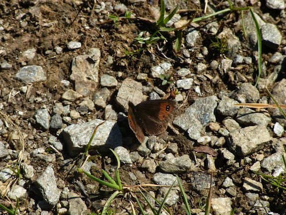 Erebia melancholica Herrich-Schaffer, [1846], endémique. Cheget (Terskol), 2750 m (Kabardino-Balkarie), 8 août 2014. Photo : J. Michel