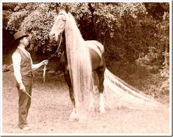 Linus le cheval aux crins les plus long du monde (7)