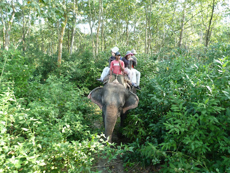Safari elefanti