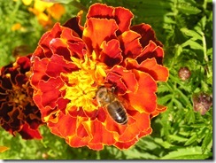 včely na květech 078