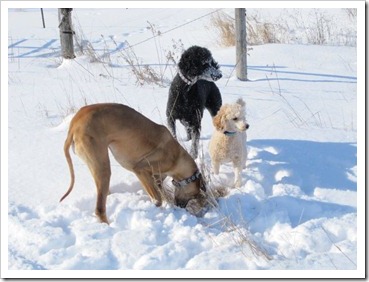 20120228_dogs-snow_004