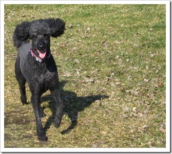 20120320_dogs_007
