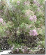 Tamarix aphylla الاتل او العبل