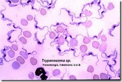 trypanosoma1