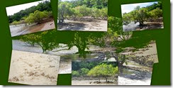 refernce photos of mangroves