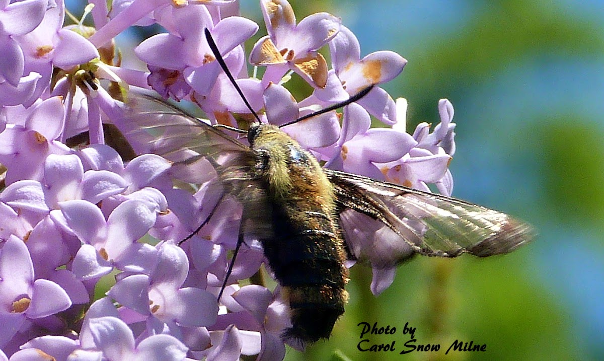 Snowberry Clearwing Moth