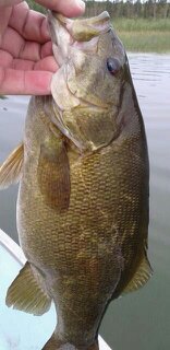 Smallmouth Bass