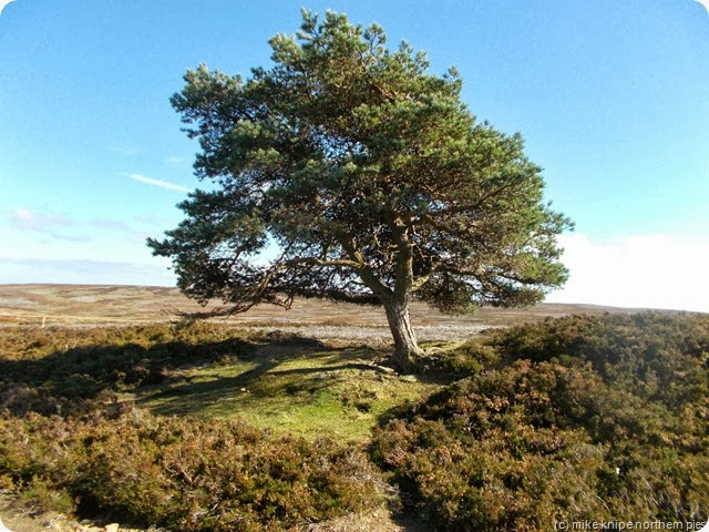 the christmas tree on bolt's law