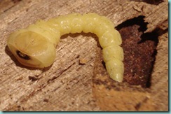 jewel beetle larva