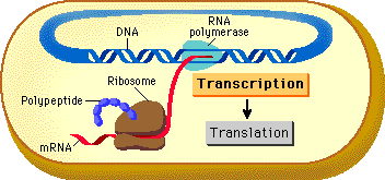 Prokaryotic transcription