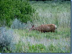 1921 Alberta - Writing-On-Stone Provincial Park - Battle Scene Trail (return) - Mule Deer
