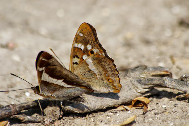 Apatura iris (L., 1758) et A. ilia (DENIS & SCHIFFERMÜLLER, 1775), mâles. Les Hautes-Lisières (Rouvres, 28), 18 juillet 2013. Photo : J.-M. Gayman