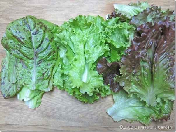 lettuces