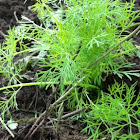 Bouquet dill