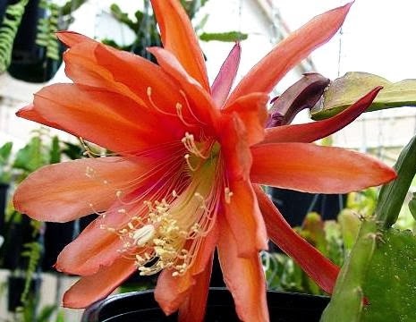 [Epi%2520Southern%2520Comfort%255B3%255D.jpg]