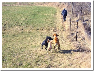 20120402_dogs_005