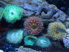 AquariumofthePacificVisit-48-2012-03-21-10-50.jpg