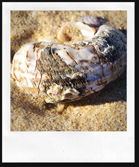 shell13