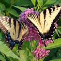 Eastern Tiger Swallowtail butterflies