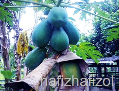 papaya_betik papaya_betik