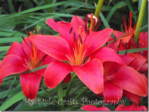 red lilies - watermarked artfire