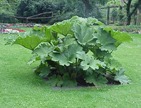 Gunnera_tinctoria0