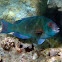 Stareyed Parrotfish