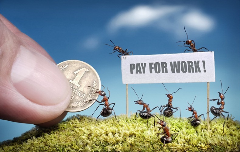 ants demand payment for work