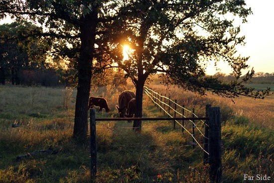 Cows and fence (2)