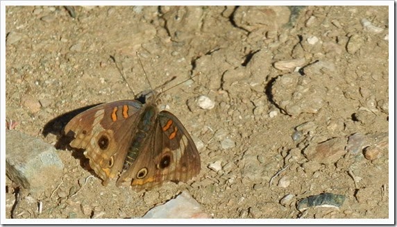 DSCN5725 DSCN5725