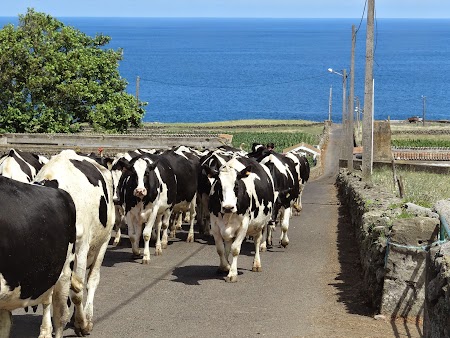28. Vaci in Terceira.JPG