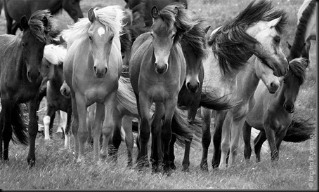 pm_20110625_horsesBW1