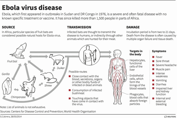 fakta mengenai Ebola