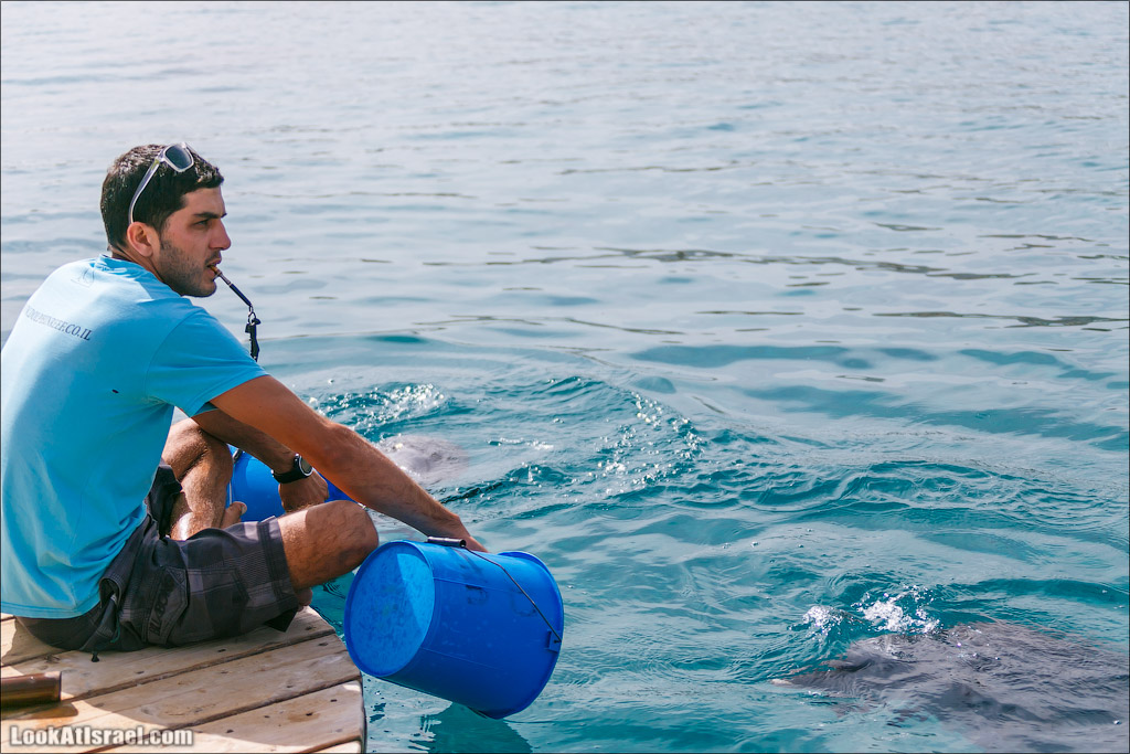 LookAtIsrael.com - Фото путешествия по Израилю | Дельфиний риф в Эйлате. Дельфинарий | Dolphins reef in Eilat | דולפינריום באילת