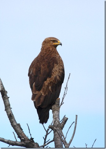 lesser-spotted_eagle