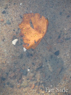 leaf in the water Sept 11 2011