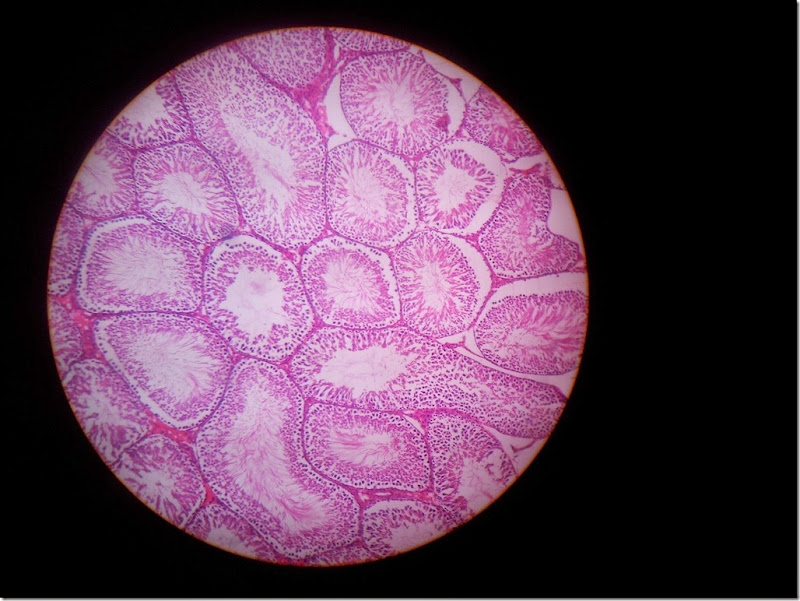 testis_Histology_slide