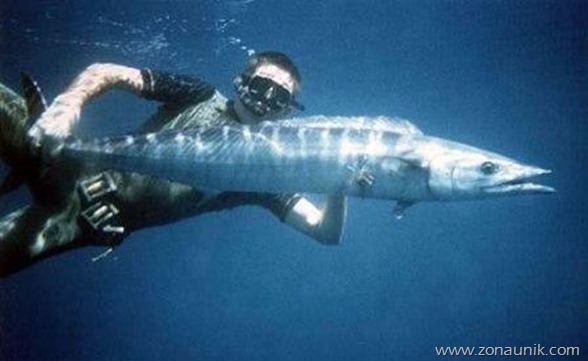 Wahoo