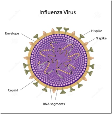 Enveloped viruses - Influenza virus