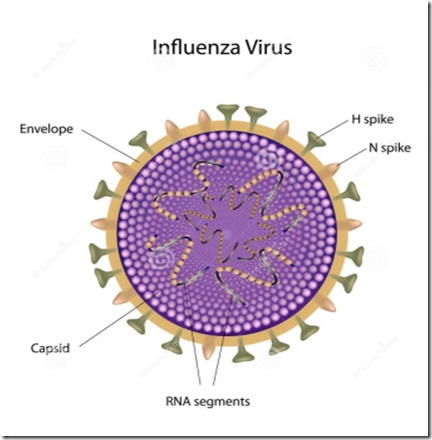virus enveloped or nonenveloped virus enveloped or nonenveloped