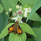 Tawny-edged Skipper (Butterfly)