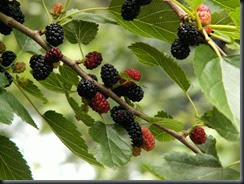 mulberries-897605