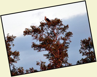 09b - Osprey high in tree looking on