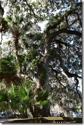 HD-Oak Palms Ferns and Moss