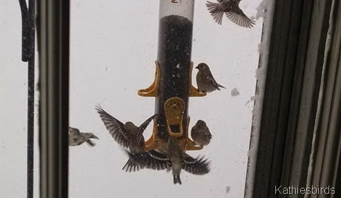 2-2-15 finches at feeders during storm
