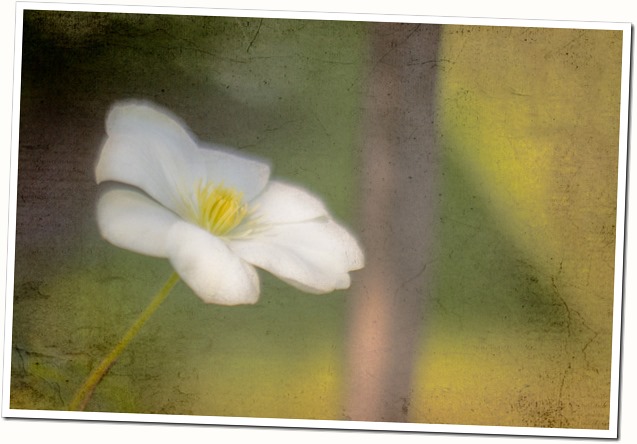 white clematis with kk texture